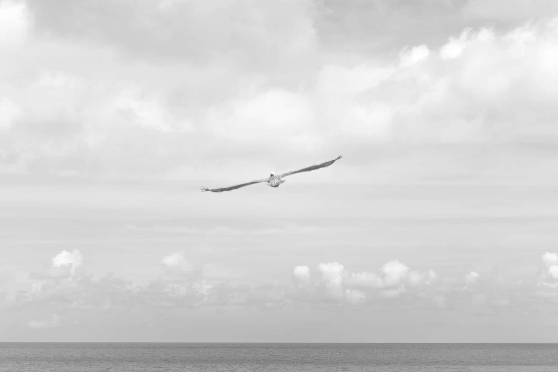 seagull, calm ocean, cloudy sky, Full HD Desktop Wallpaper