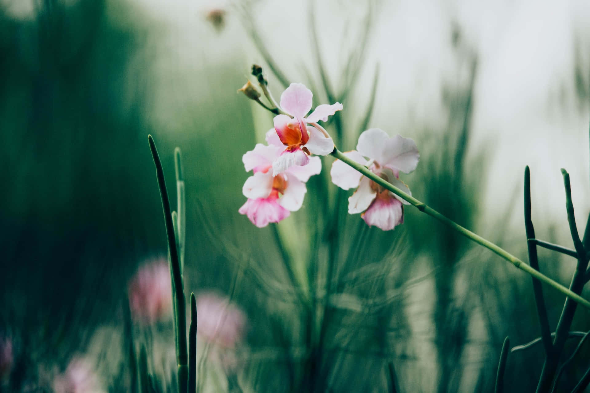 tiny flowers, pink orchids, dreamy green blurred background, Full HD Desktop Wallpaper