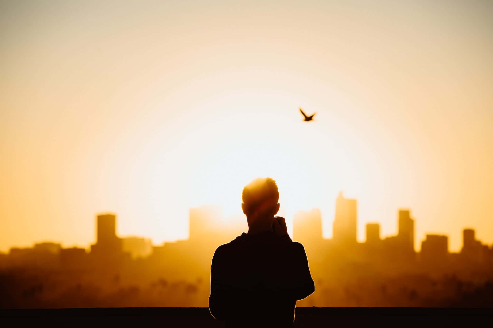 sunset, rooftop, bird, Full HD Desktop Wallpaper