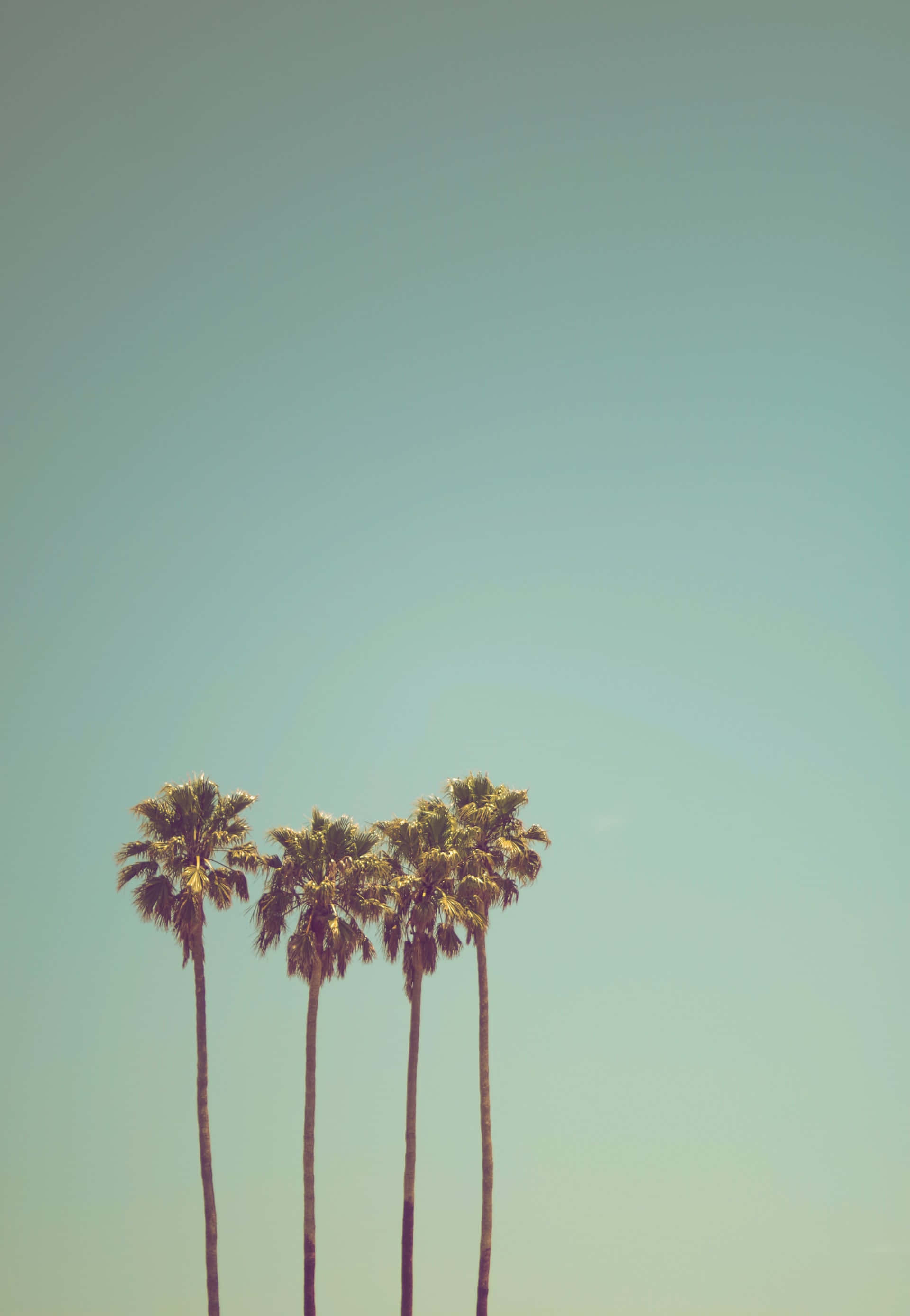 palm trees, teal sky, minimalist tropical scene, 2K Phone Wallpaper