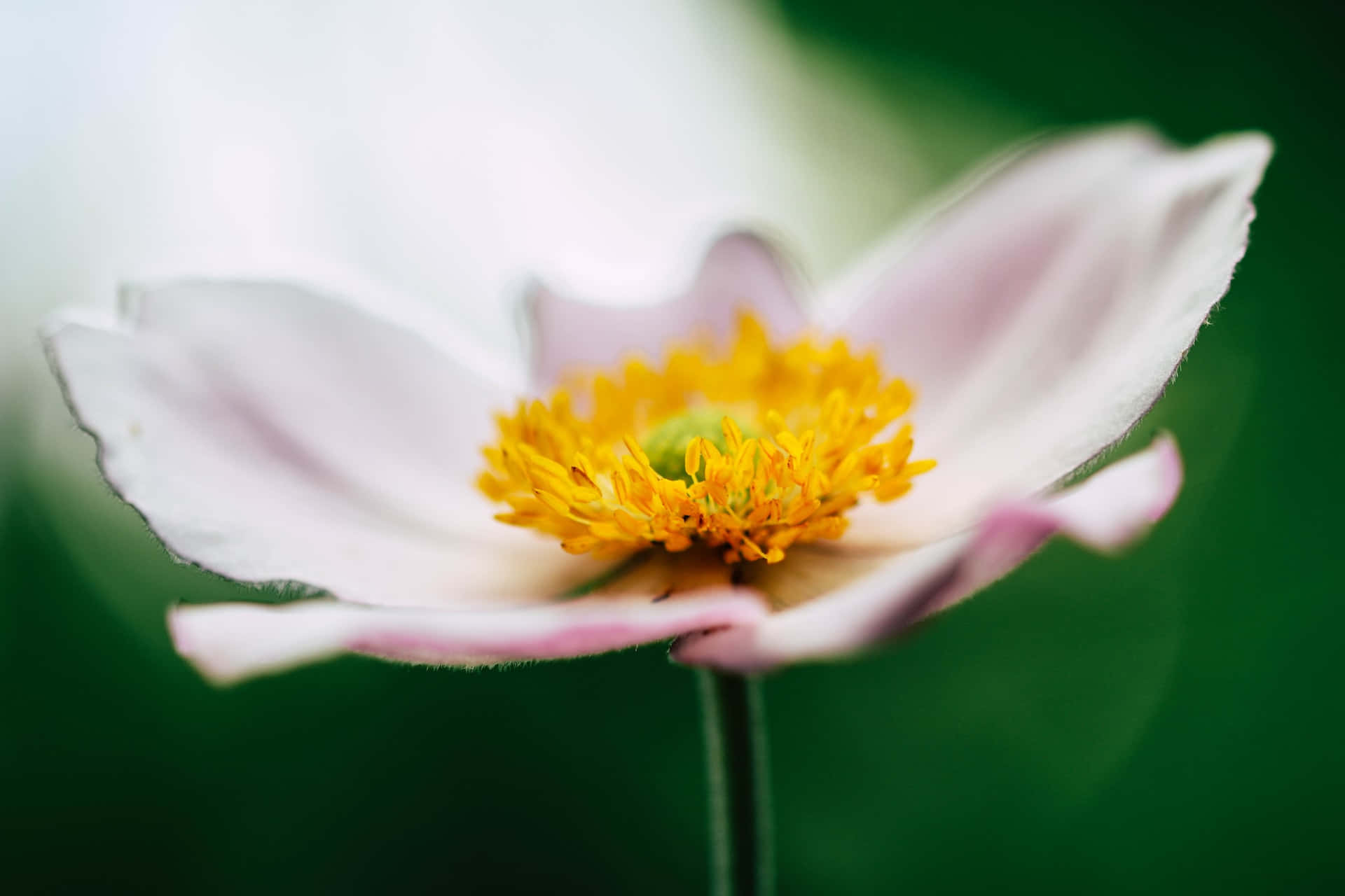white flower, vibrant yellow center, blurred green background, Full HD Desktop Wallpaper