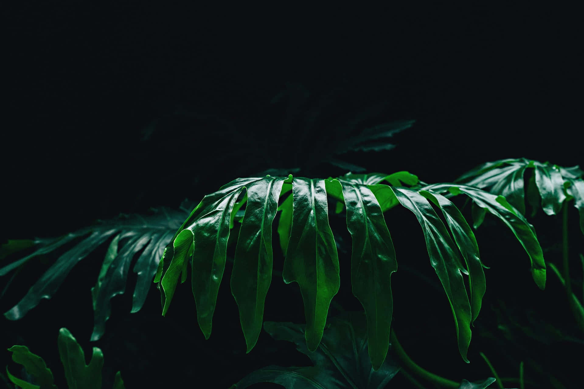 tropical leaves, emerald hues, pitch black background, Full HD Desktop Wallpaper