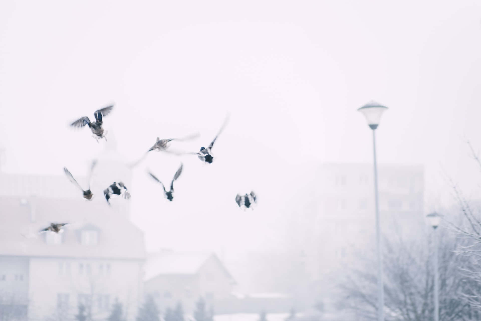 snowy urban scene, blurred buildings, street lamps, Full HD Desktop Wallpaper