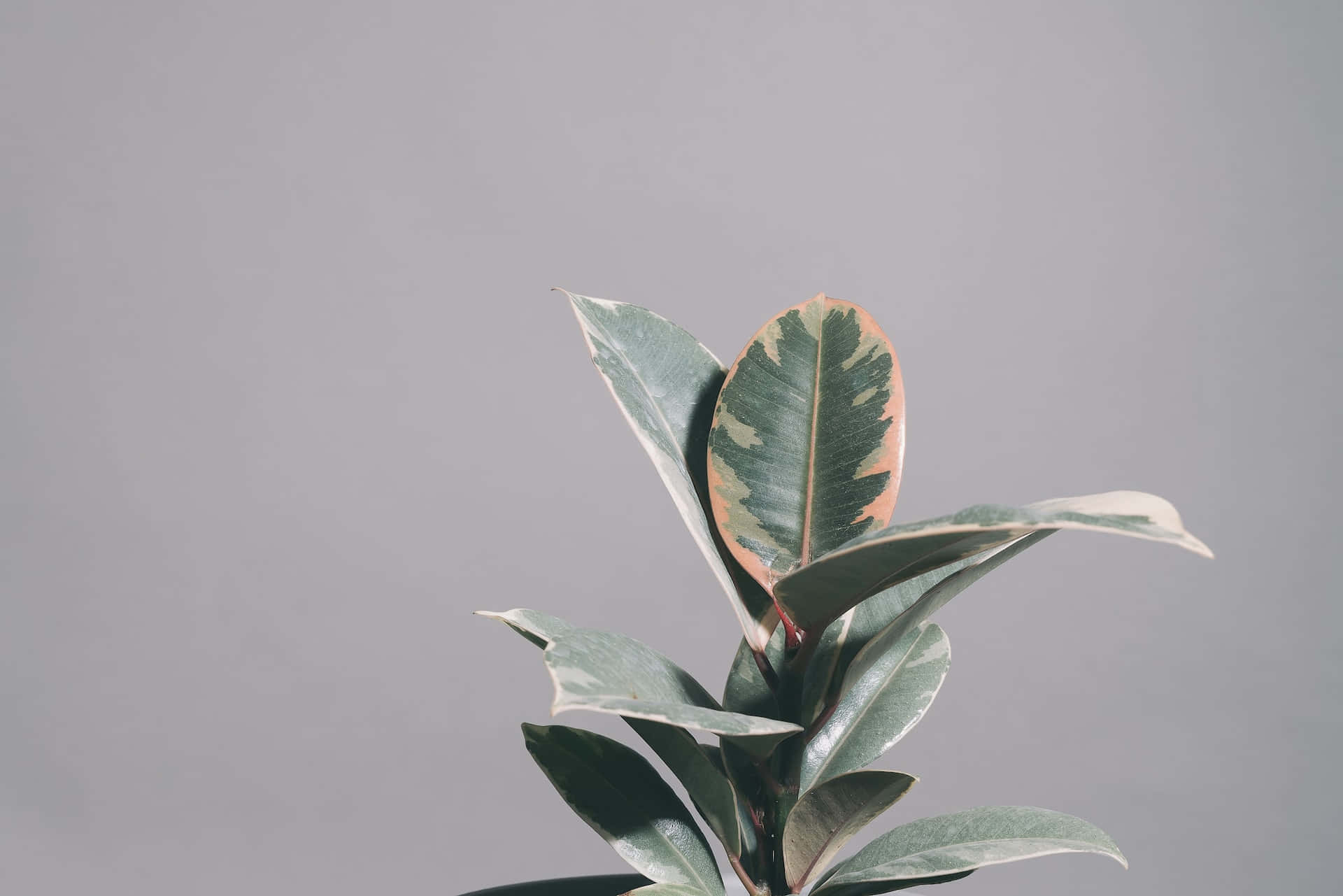variegated rubber plant, green and cream leaves, soft gray background, Full HD Desktop Wallpaper