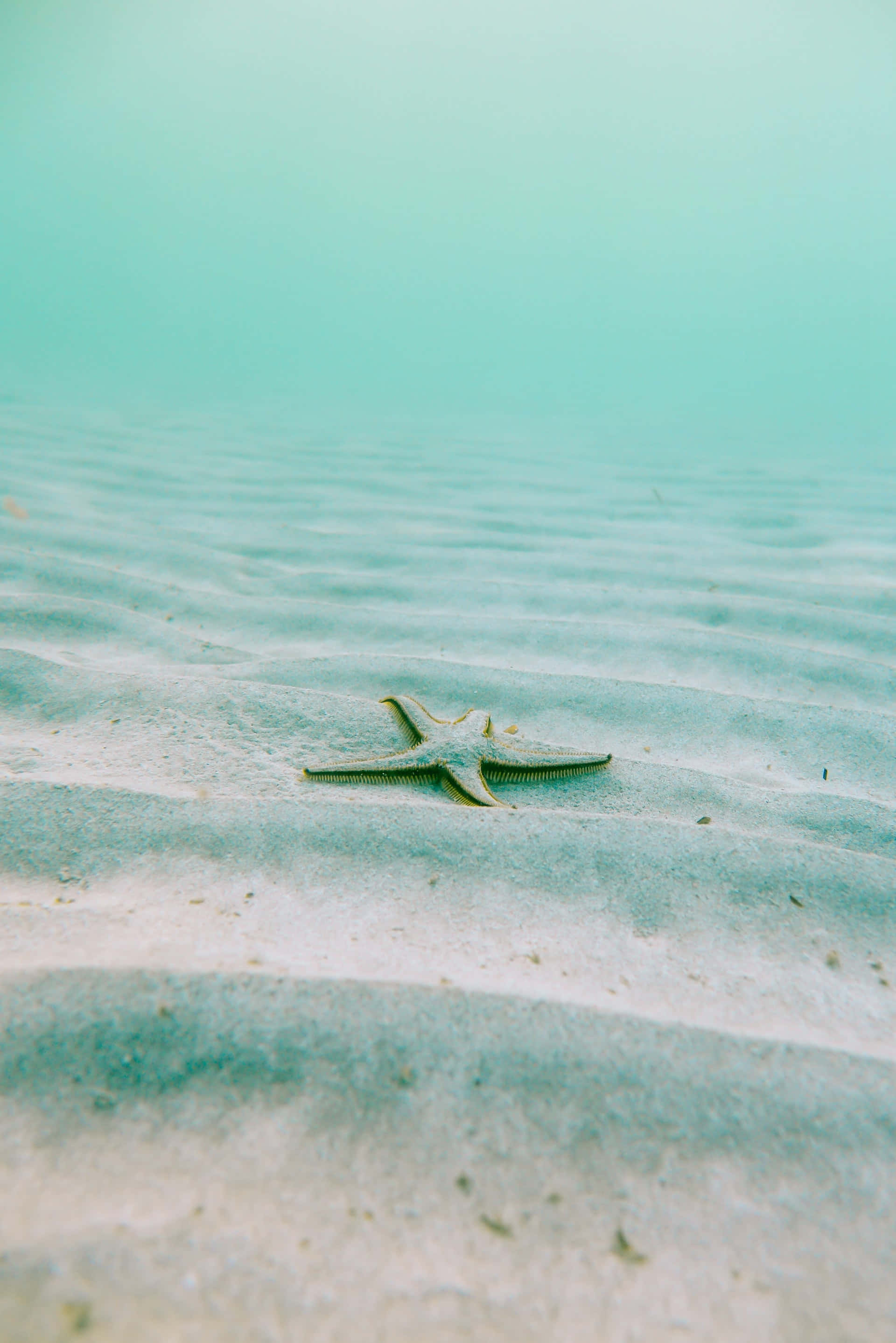 starfish, greenish, rippled sandy ocean floor, 2K Phone Wallpaper