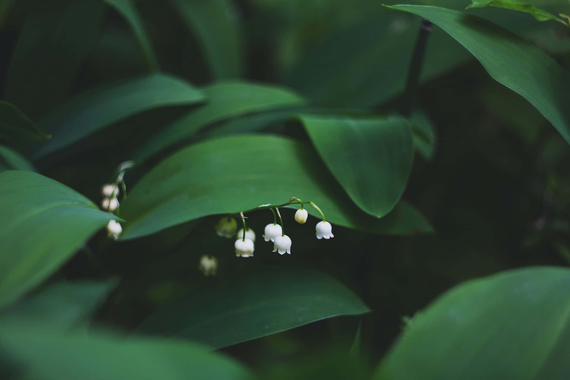 white lily of the valley, lush green leaves, soft-focused forest setting, Full HD Desktop Wallpaper