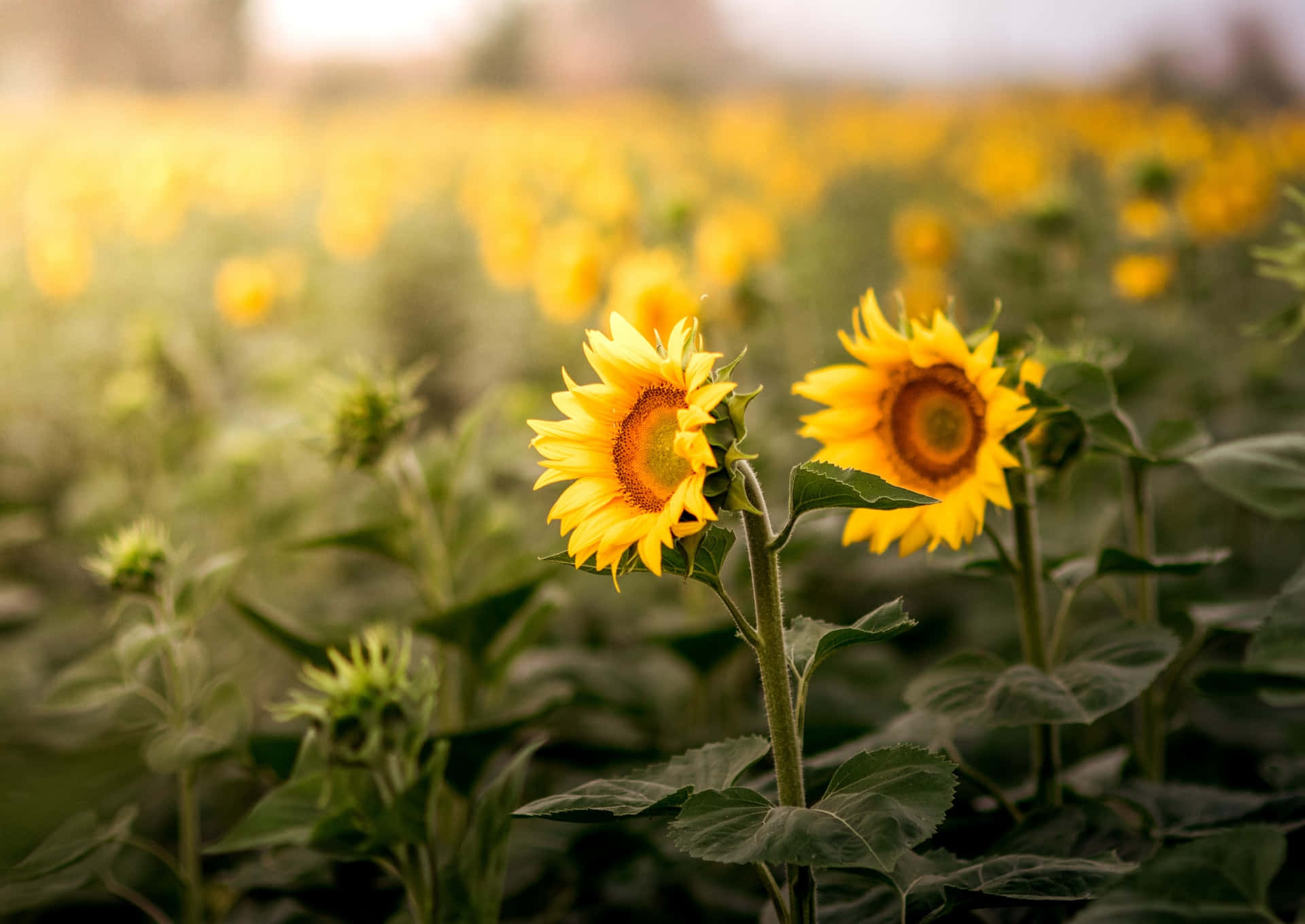 sunflowers, golden field, soft sunlight, Full HD Desktop Wallpaper