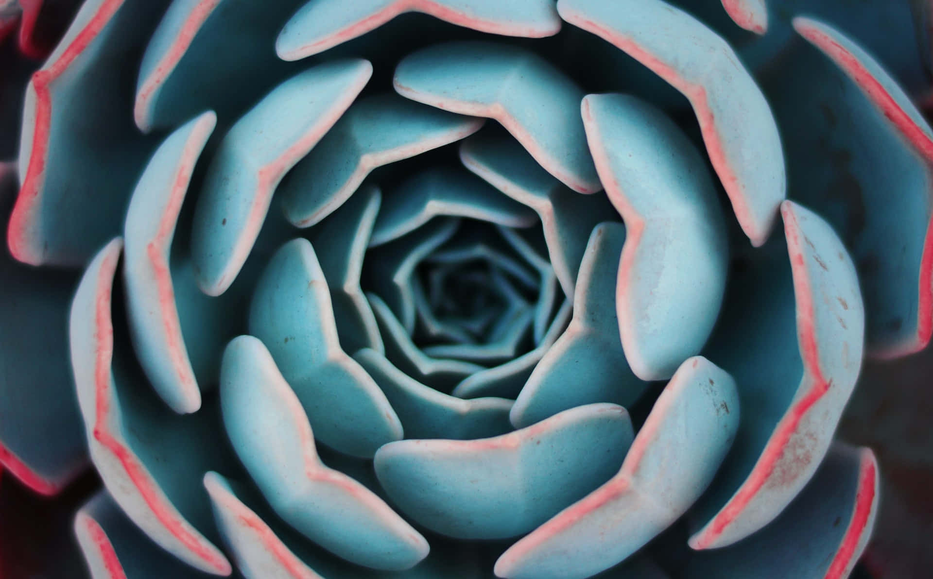 succulent, blue-green leaves, pink edges, Full HD Desktop Wallpaper