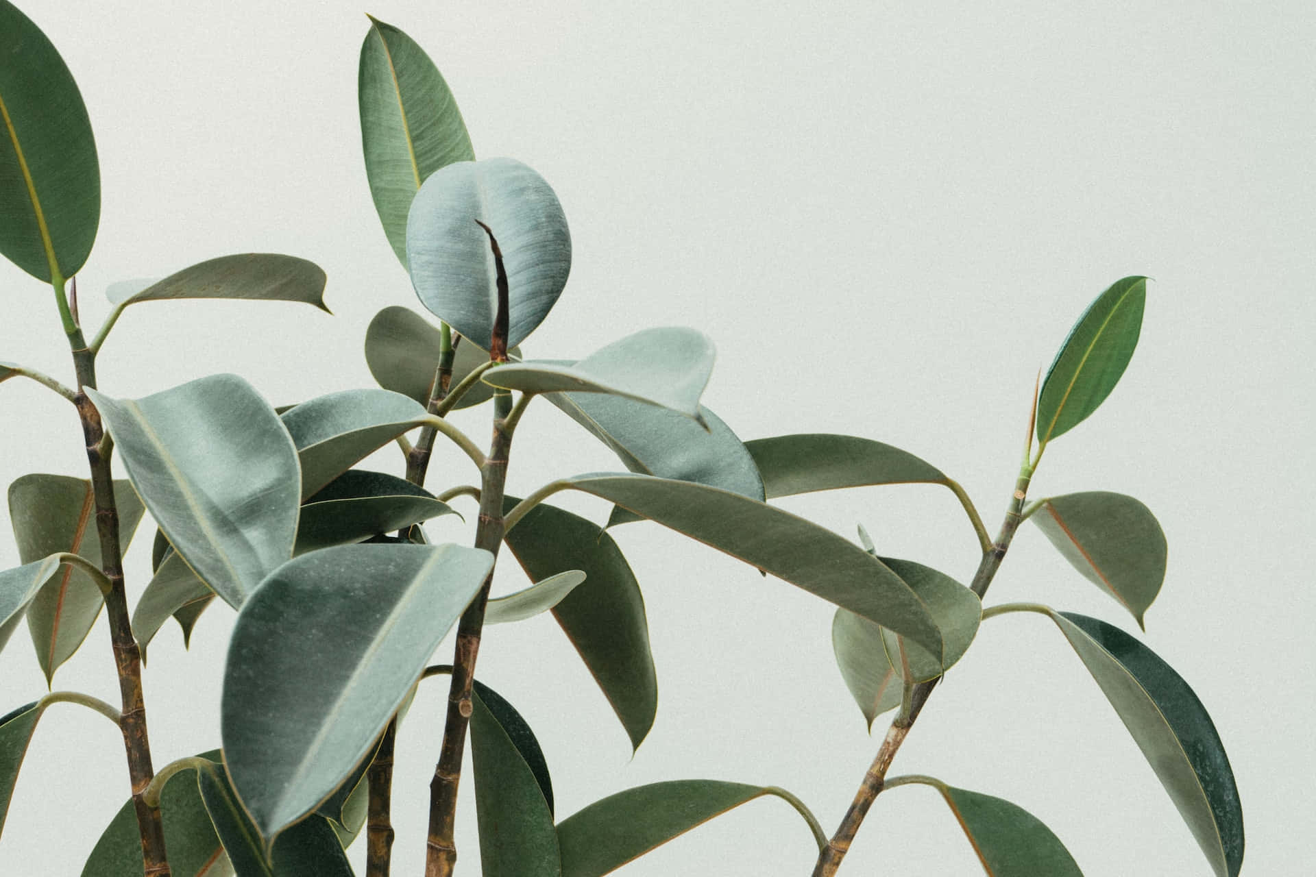 glossy rubber plant, muted green tones, soft gray background, Full HD Desktop Wallpaper