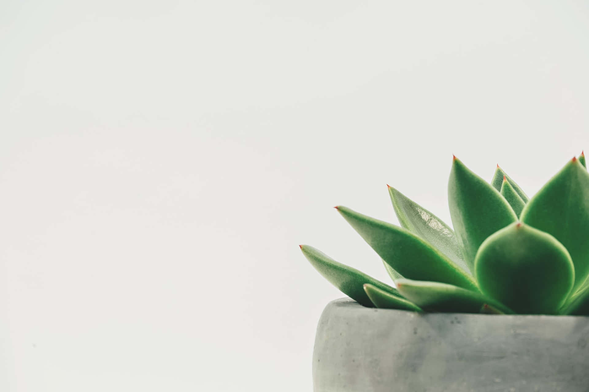 green succulent, pointed leaves, gray concrete pot, Full HD Desktop Wallpaper