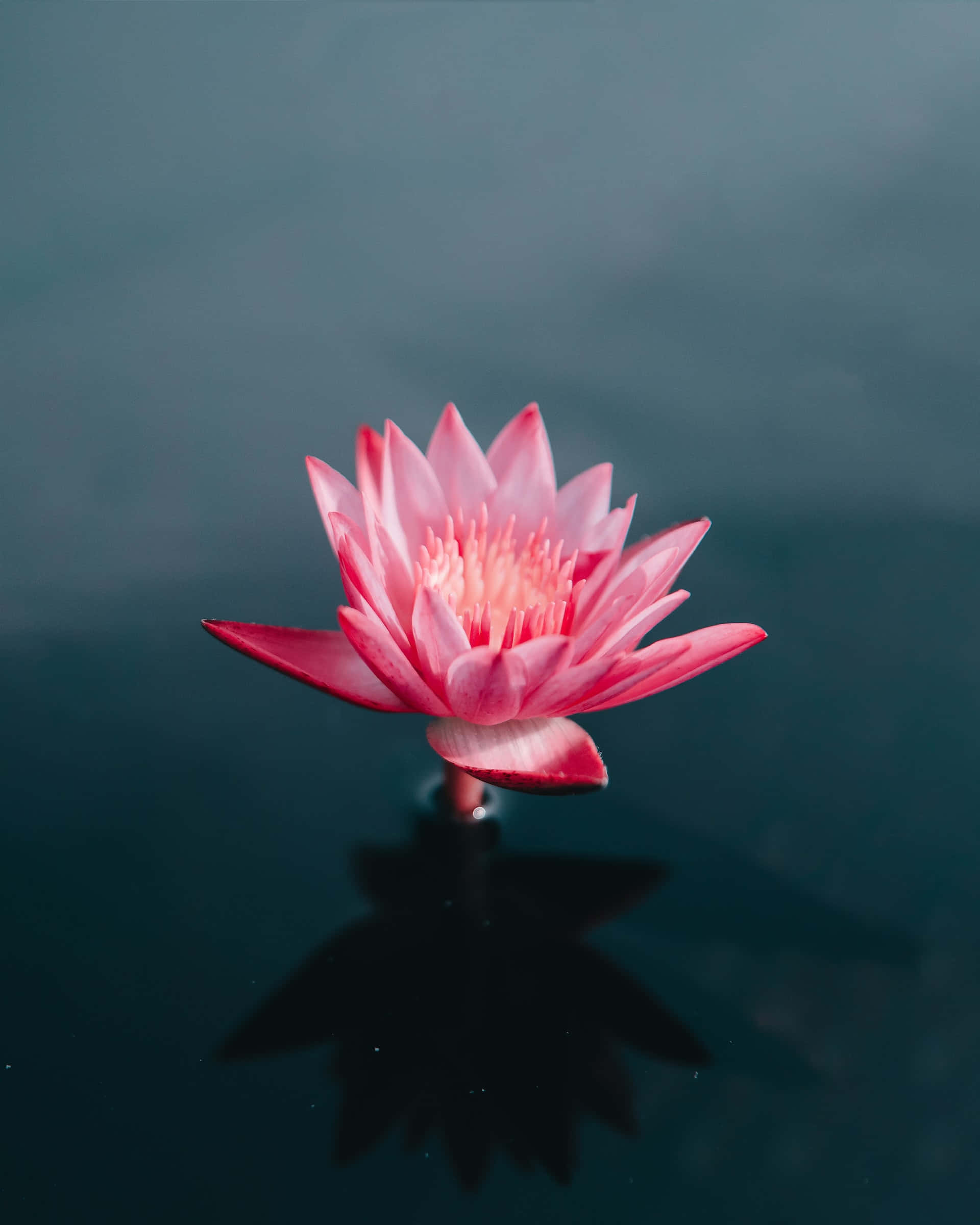 pink water lily, calm dark water, clear reflection, Full HD Phone Wallpaper