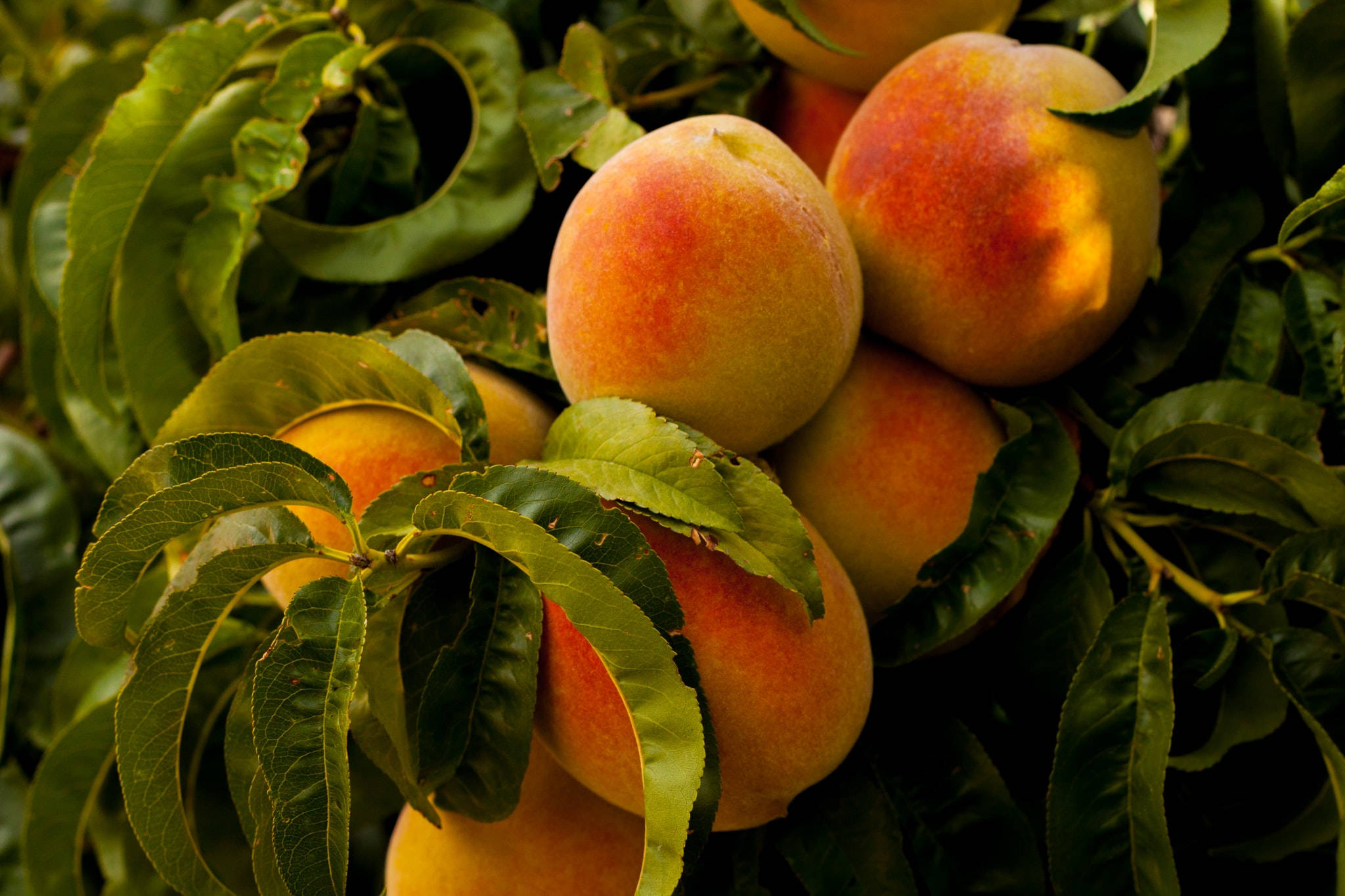 peach, blush pink, golden hues, Full HD Desktop Wallpaper
