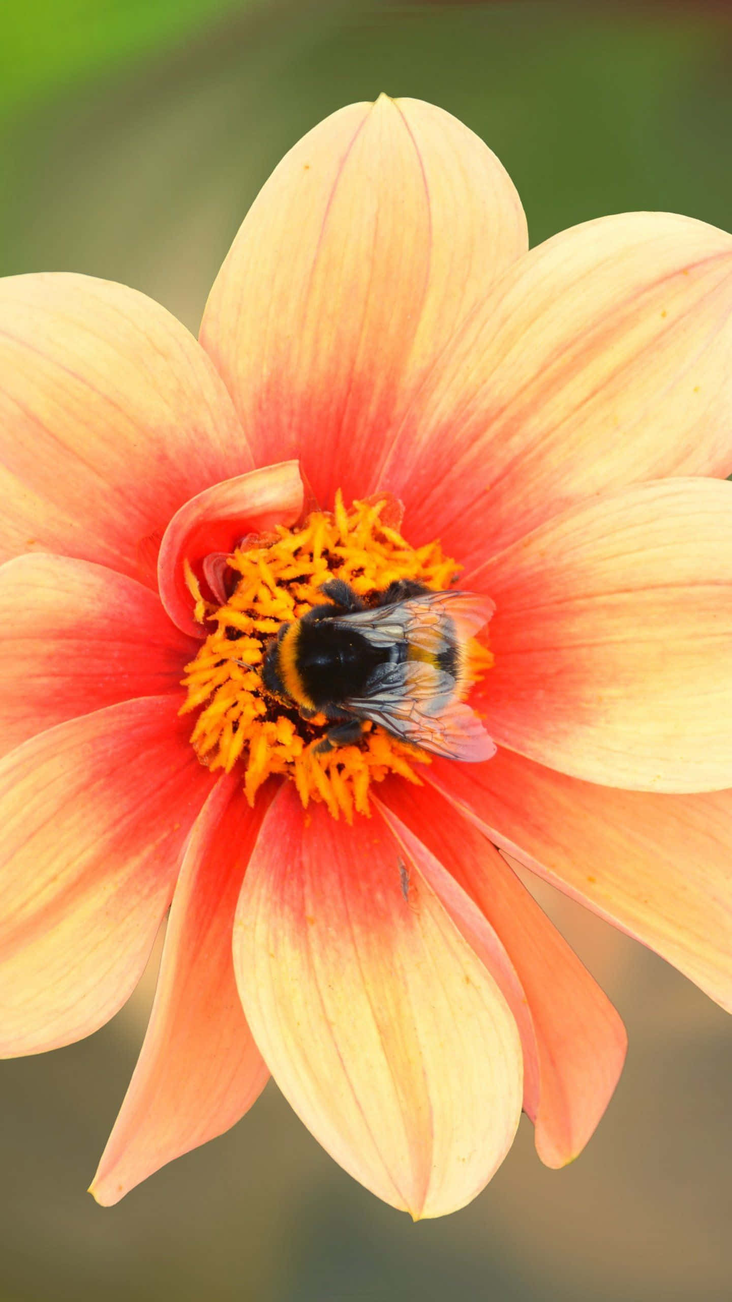 bumblebee, peach-pink dahlia flower, vibrant orange center, 2K Phone Wallpaper