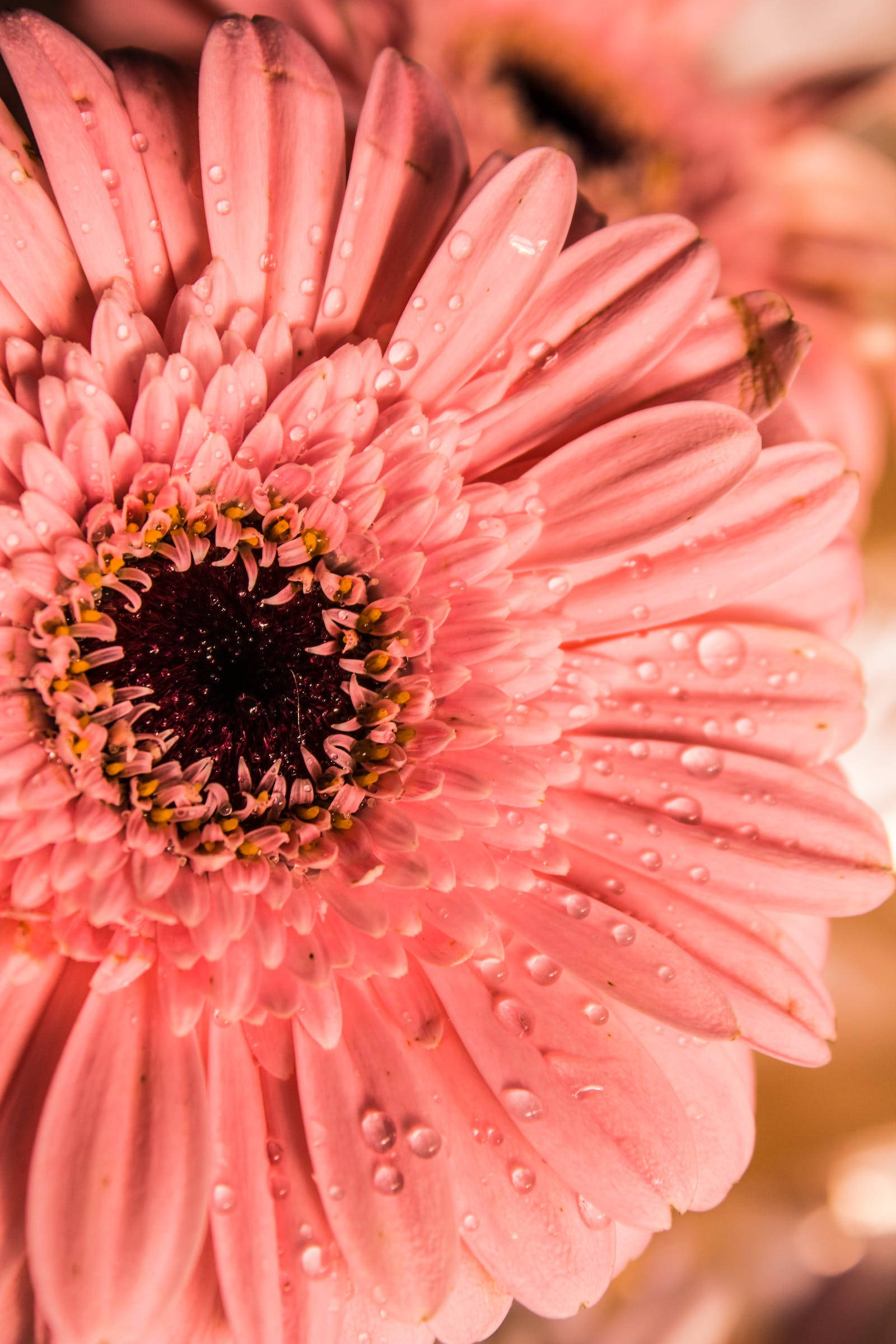 pink gerbera daisy, dew drops, soft blurred background, Full HD Phone Wallpaper