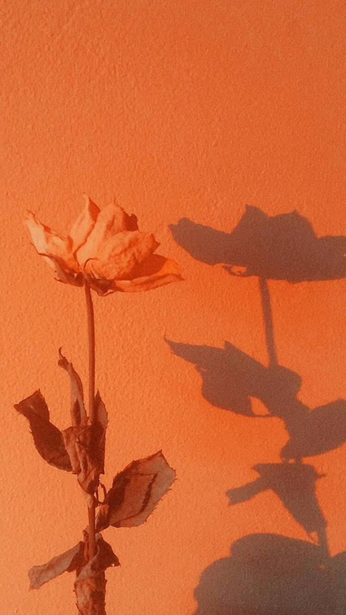 Peach, flower, sunset, SD Phone Wallpaper