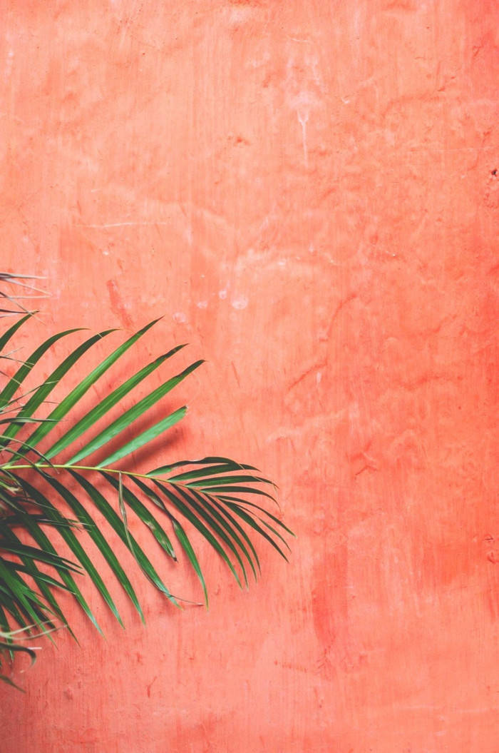 peach color aesthetic, coral orange wall, green palm frond, SD Phone Wallpaper