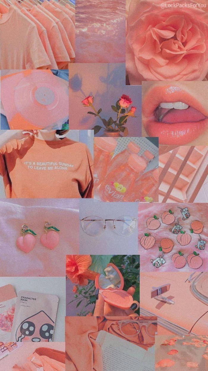 peach, pastel peach, roses, SD Phone Wallpaper