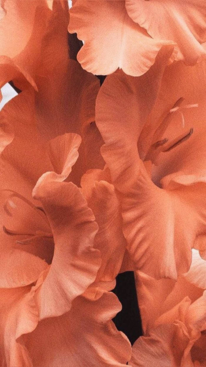 peach, flower petals, peachy-orange, SD Phone Wallpaper