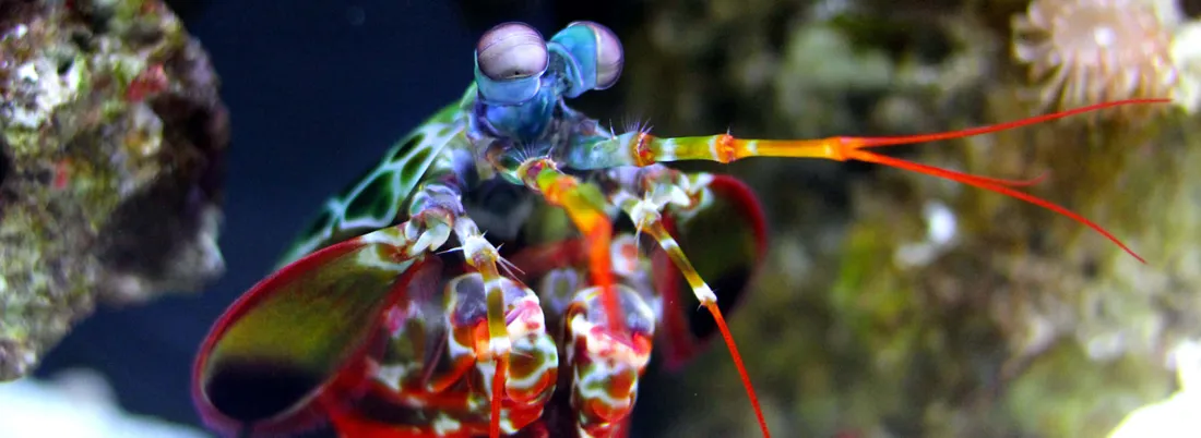 Peacock Mantis Shrimp