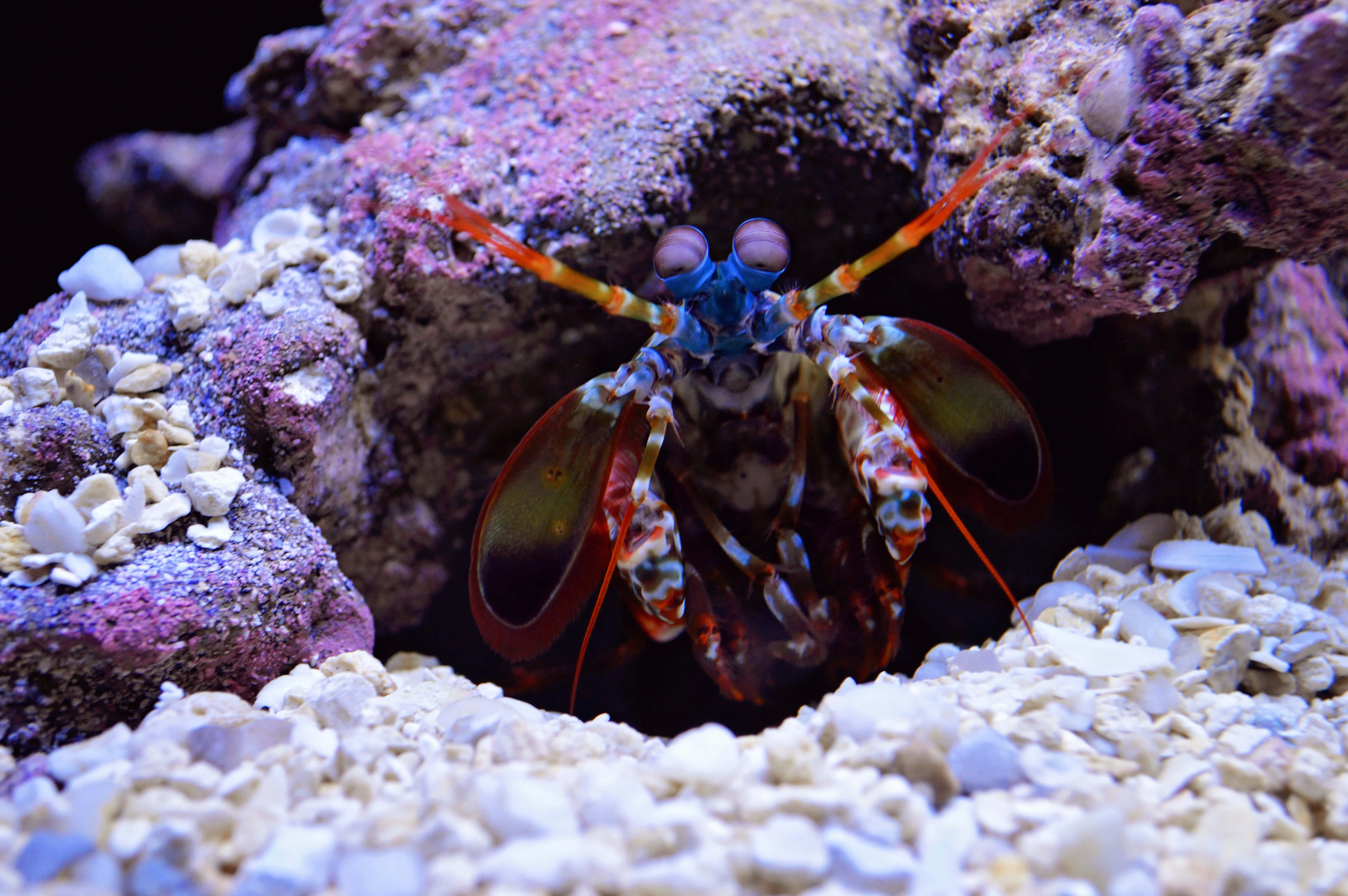 Peacock Mantis Shrimp, aquarium, coral, 5K Desktop Wallpaper