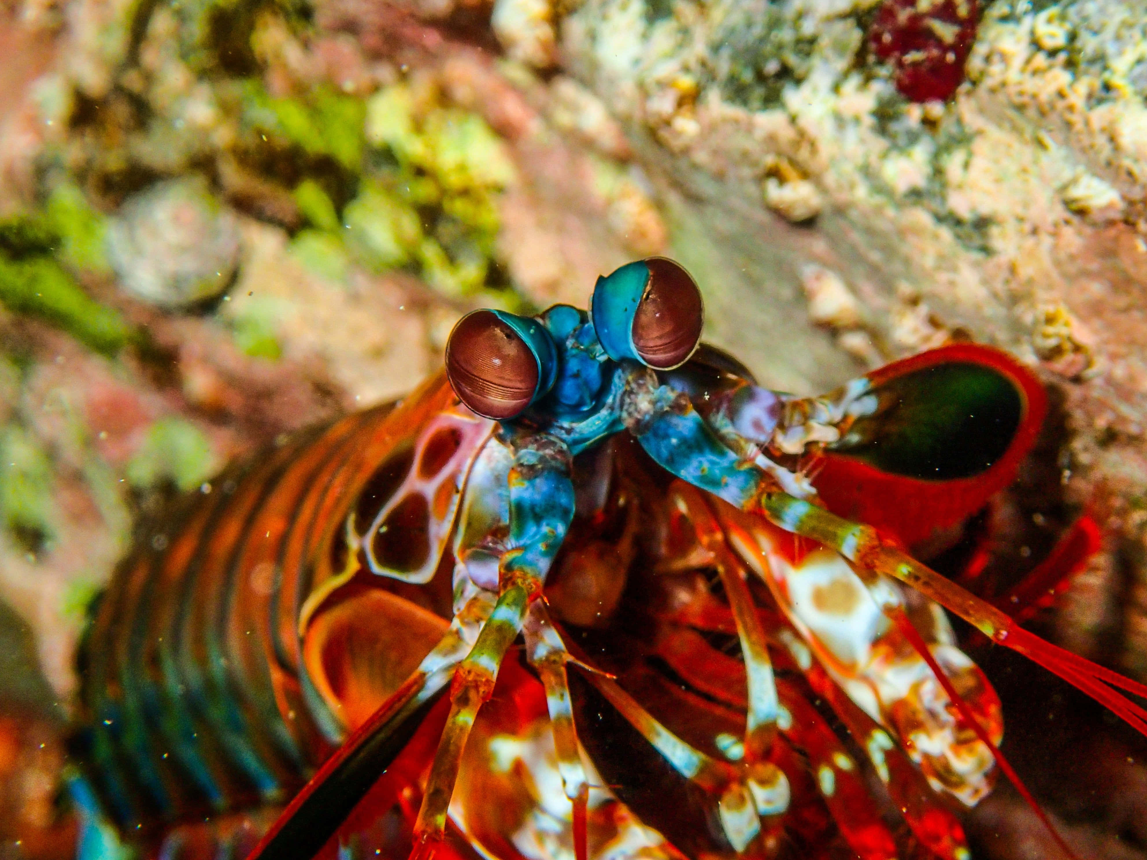 Peacock Mantis Shrimp, blue eyes, red striped claws, 4K Desktop Wallpaper