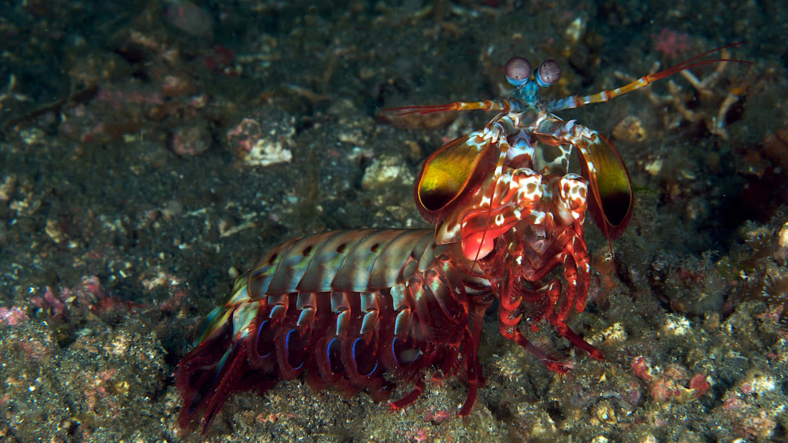 Peacock Mantis Shrimp, iridescent red and blue patterns, sandy ocean floor, HD Desktop Wallpaper