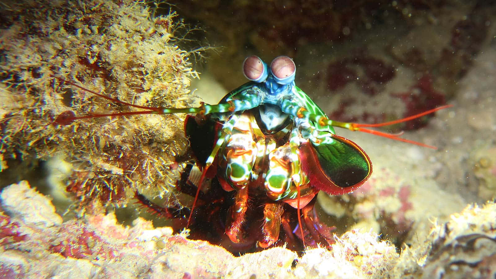 Peacock Mantis Shrimp, coral reef, blue eyes, HD Desktop Wallpaper
