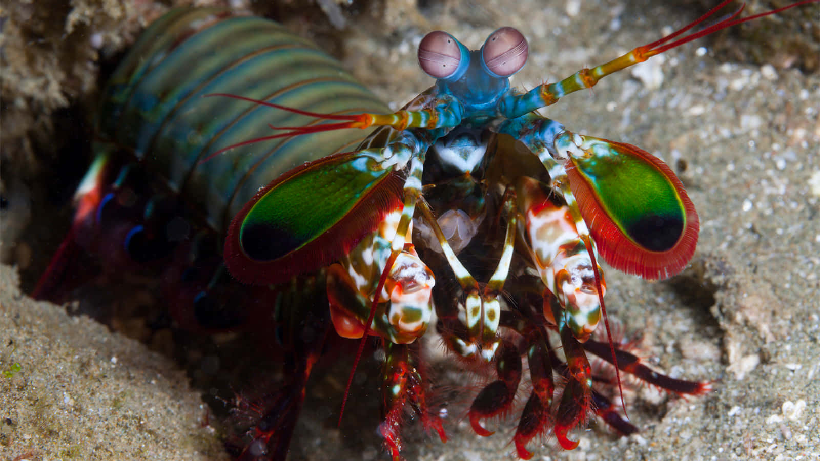 Peacock Mantis Shrimp, iridescent green red and blue claws, bulbous eyes, HD Desktop Wallpaper