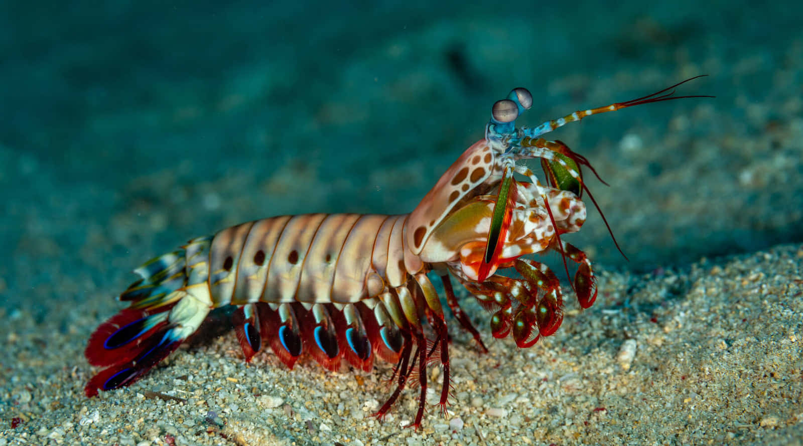 Peacock Mantis Shrimp, ocean floor, sandy ocean floor, HD Desktop Wallpaper