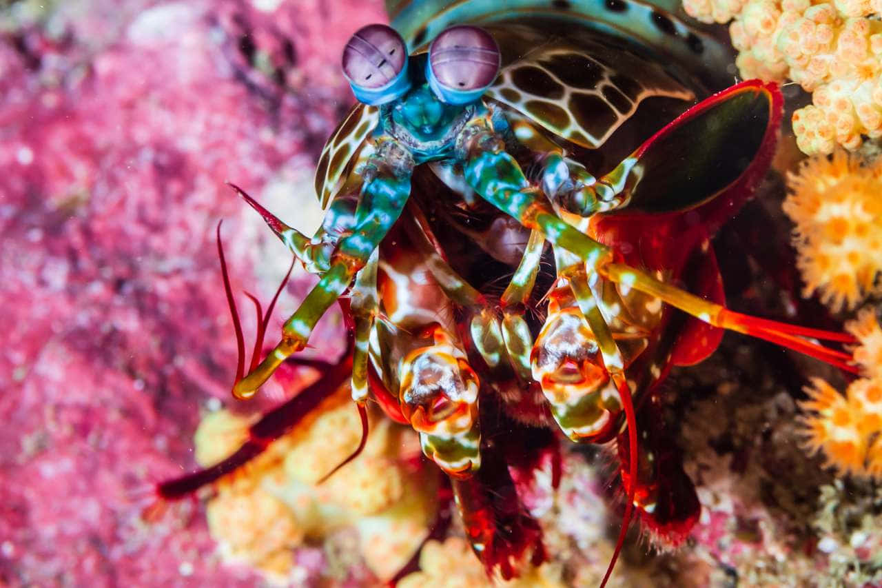 Peacock Mantis Shrimp, blue eyes, red claws, HD Desktop Wallpaper