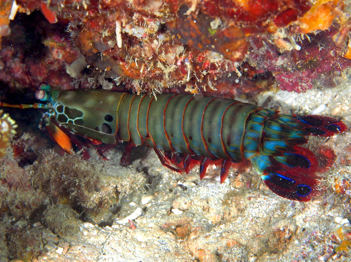 Peacock Mantis Shrimp, blue red and orange hues, textured coral reef floor, SD Desktop Wallpaper