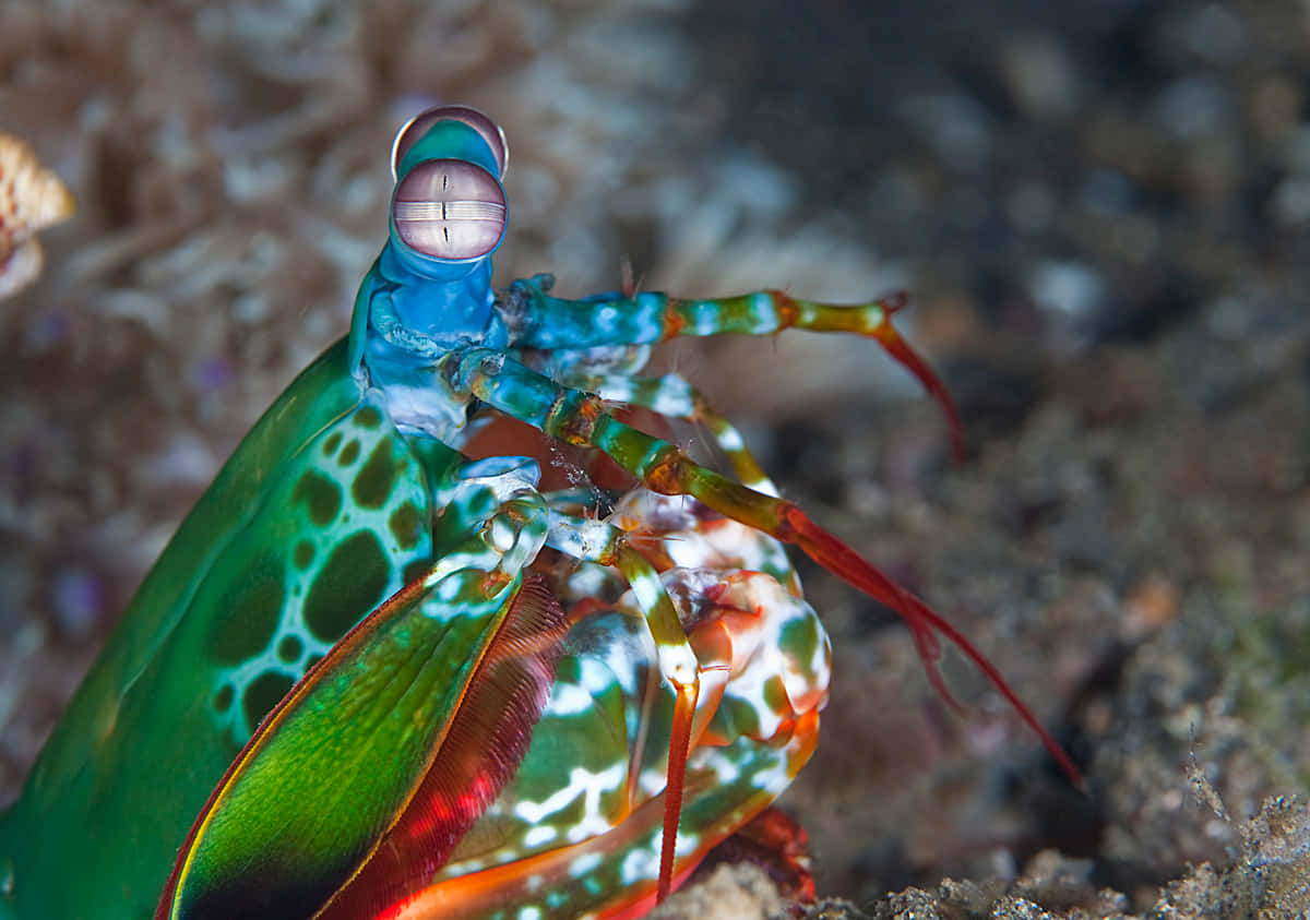 Peacock Mantis Shrimp, vibrant green, blue, SD Desktop Wallpaper
