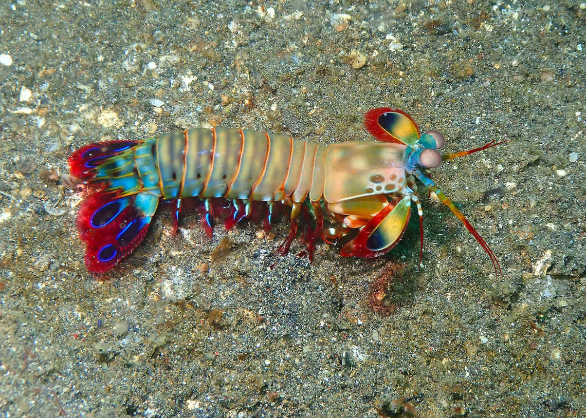 peacock mantis shrimp, iridescent red blue and green patterns, sandy ocean floor, SD Desktop Wallpaper