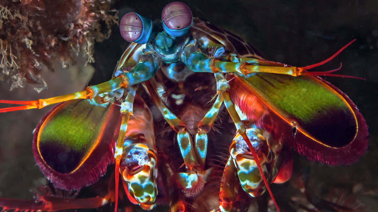Peacock Mantis Shrimp, iridescent green and purple claws, large bulbous eyes, HD Desktop Wallpaper