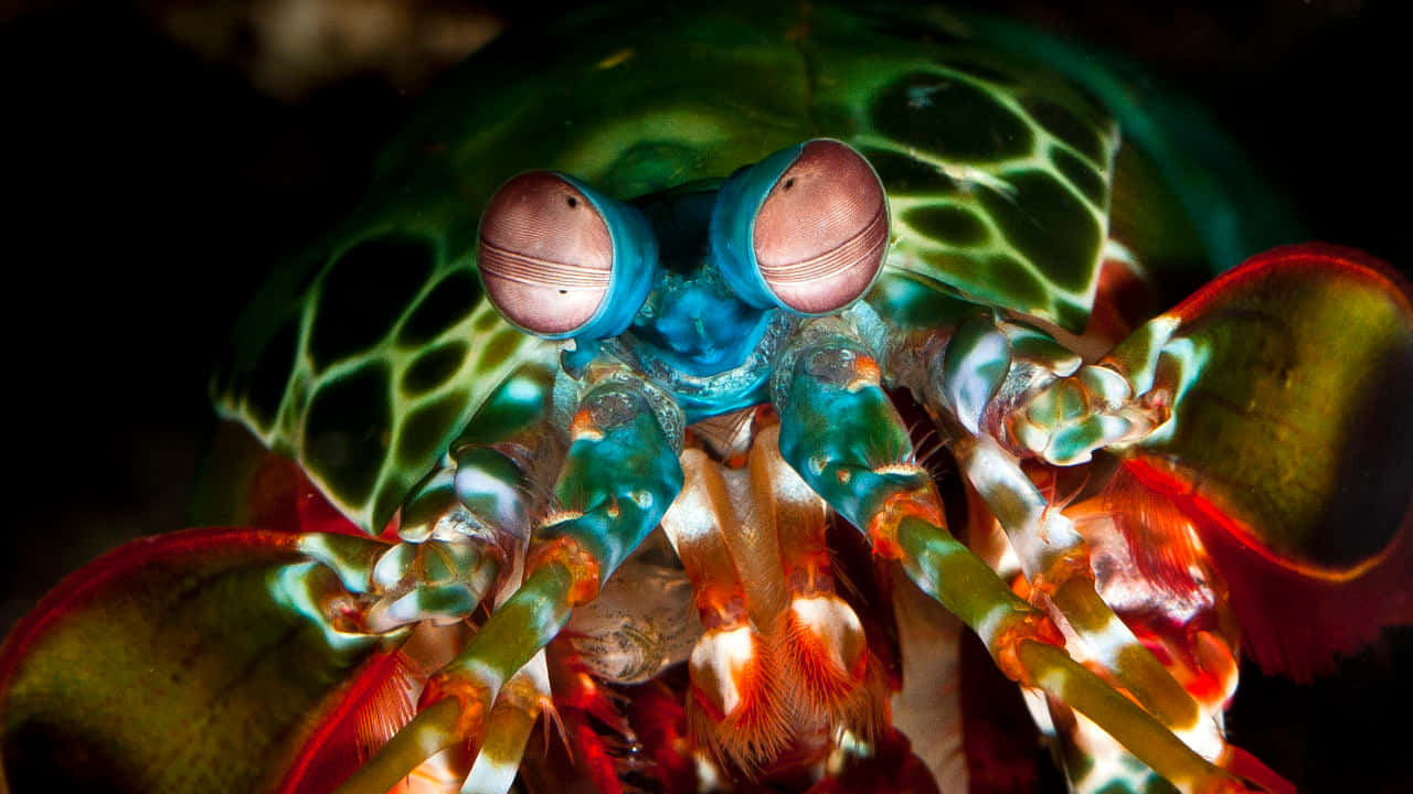 Peacock Mantis Shrimp, bulbous eyes, vibrant green red and blue patterns, HD Desktop Wallpaper