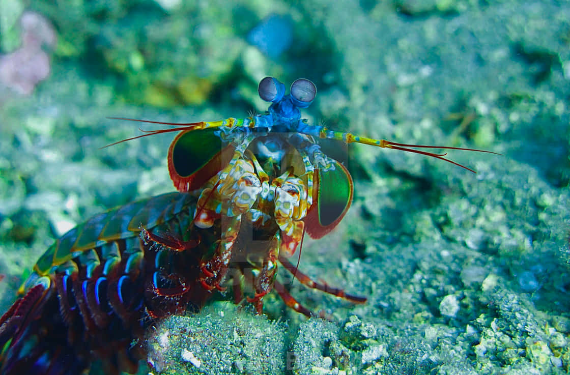 Peacock Mantis Shrimp, iridescent blue green and orange patterns, sandy ocean floor, SD Desktop Wallpaper
