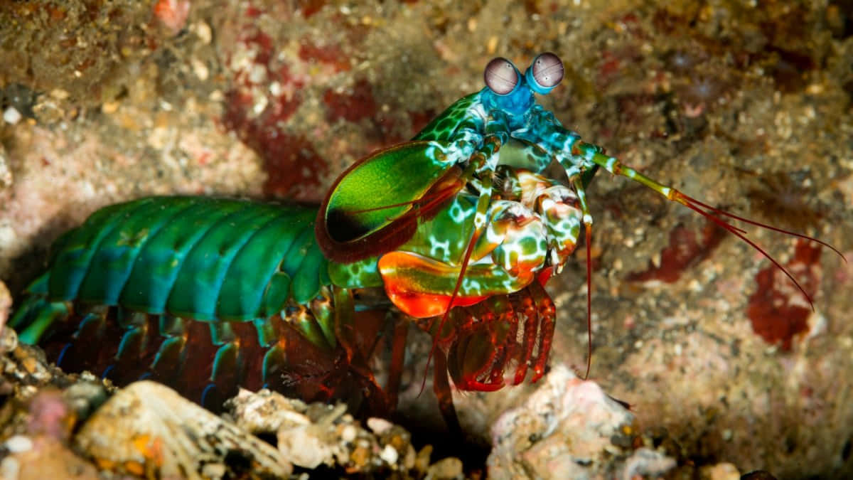 Peacock Mantis Shrimp, vibrant green and red, large bulbous eyes, SD Desktop Wallpaper