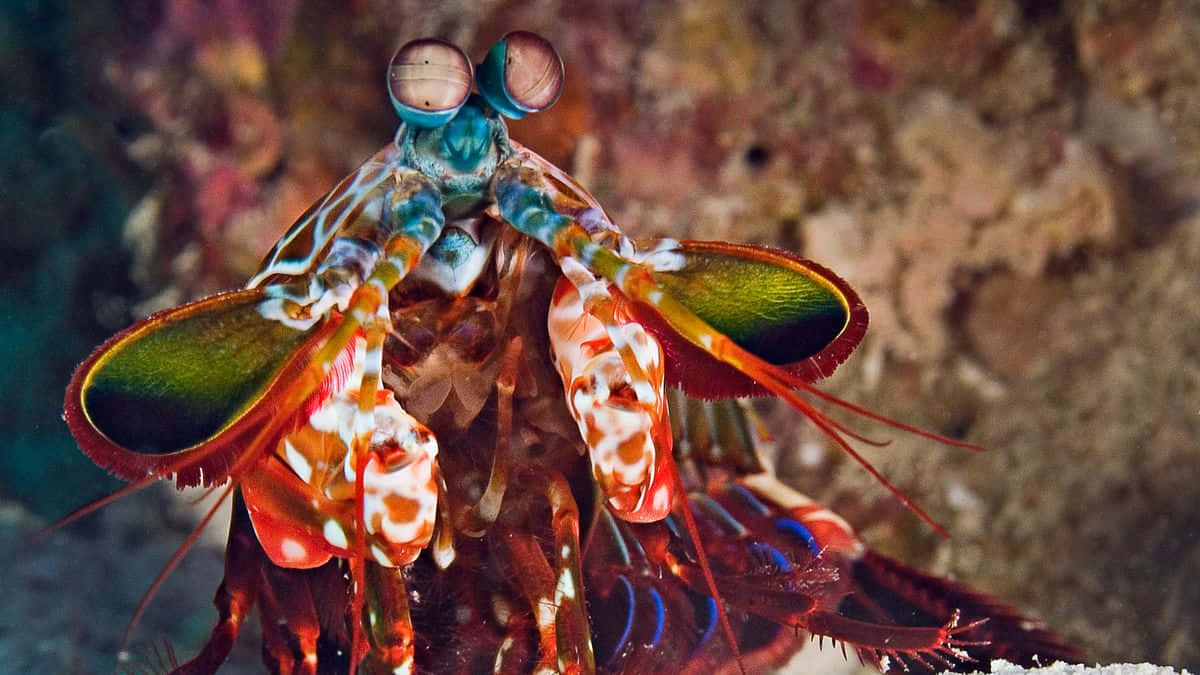Peacock Mantis Shrimp, iridescent green and orange claws, blurred coral reef backdrop, SD Desktop Wallpaper