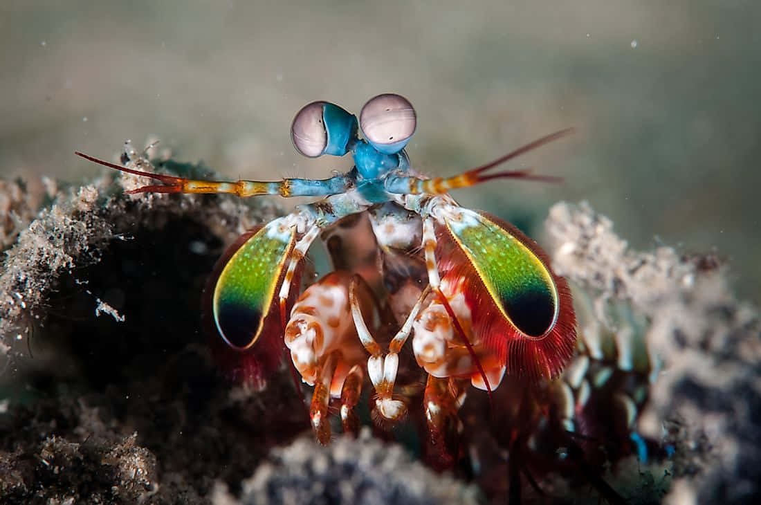 Peacock Mantis Shrimp, iridescent green red and blue claws, large bulbous eyes, SD Desktop Wallpaper