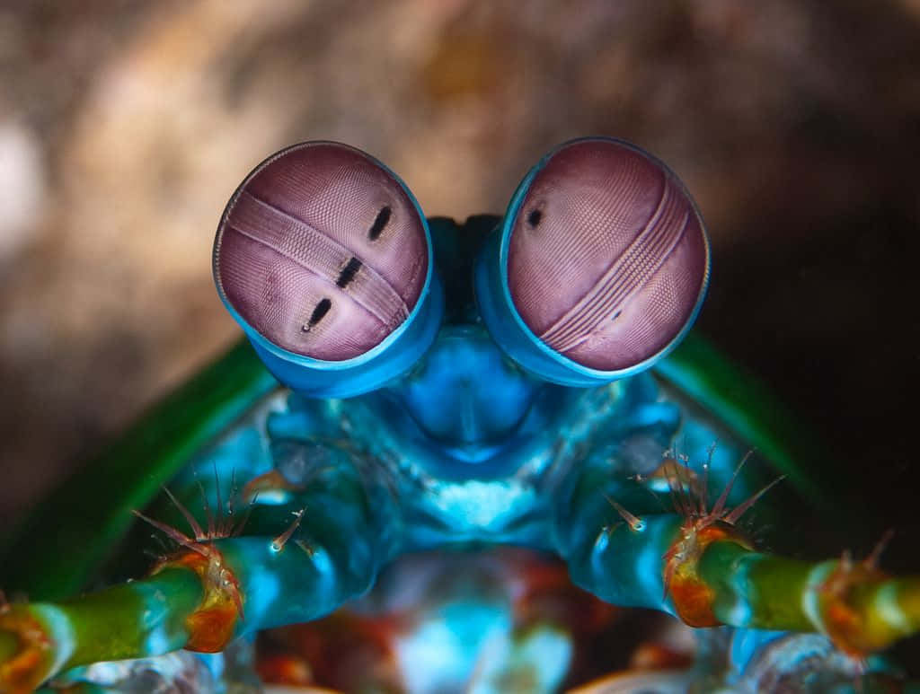 Peacock Mantis Shrimp, compound eyes, blue-green body, SD Desktop Wallpaper