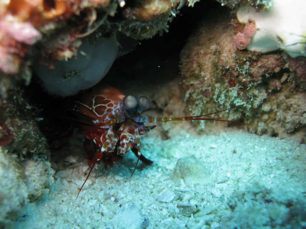 Peacock Mantis Shrimp, coral crevice, sandy ocean floor, SD Desktop Wallpaper