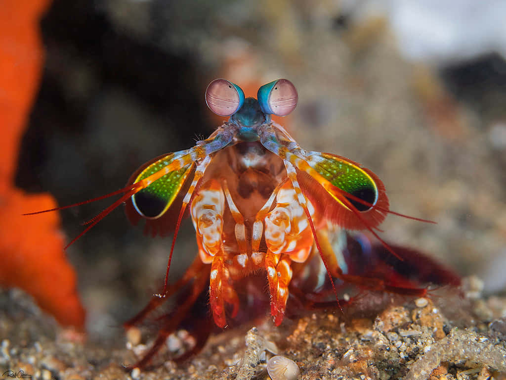 Peacock Mantis Shrimp, vibrant, orange claws, SD Desktop Wallpaper
