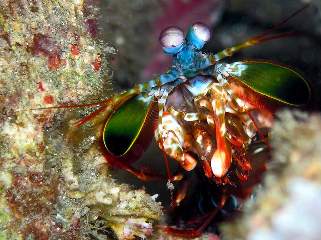 Peacock Mantis Shrimp, coral reef, vivid blue eyes, SD Desktop Wallpaper