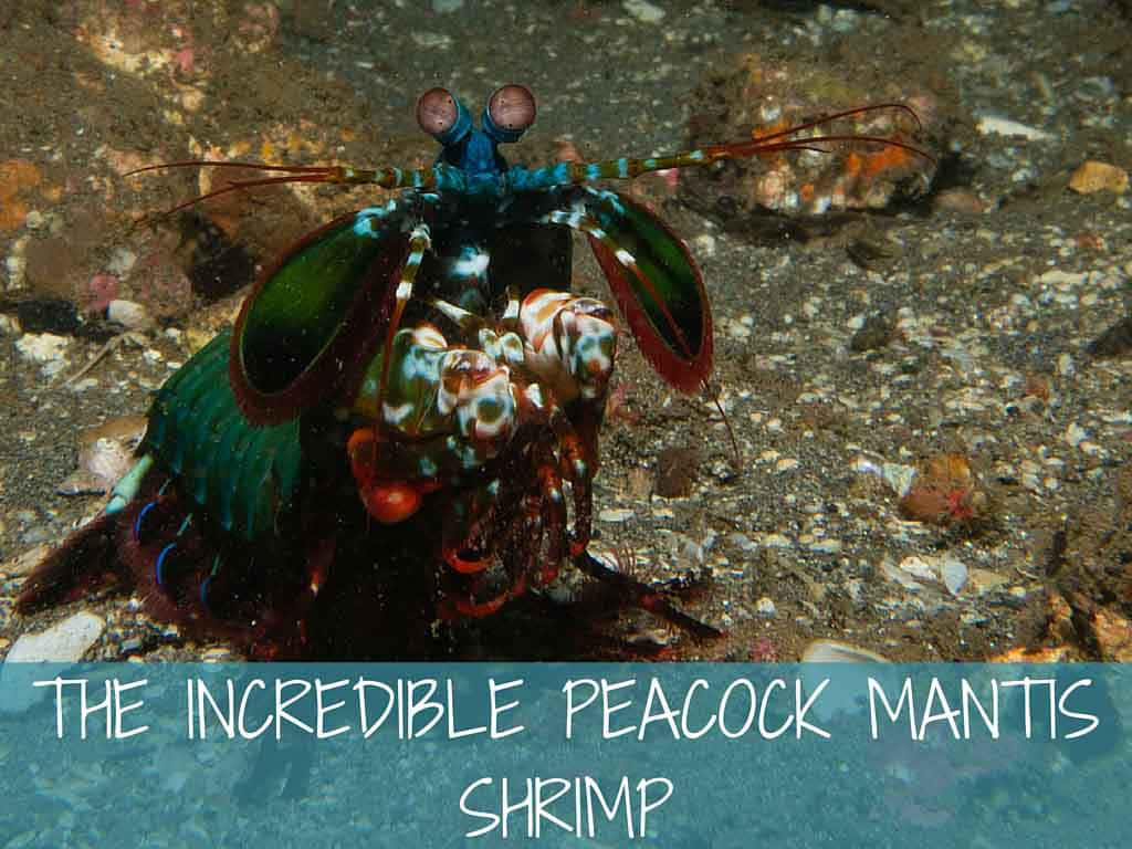 Peacock Mantis Shrimp, sandy ocean floor, colorful coral, SD Desktop Wallpaper