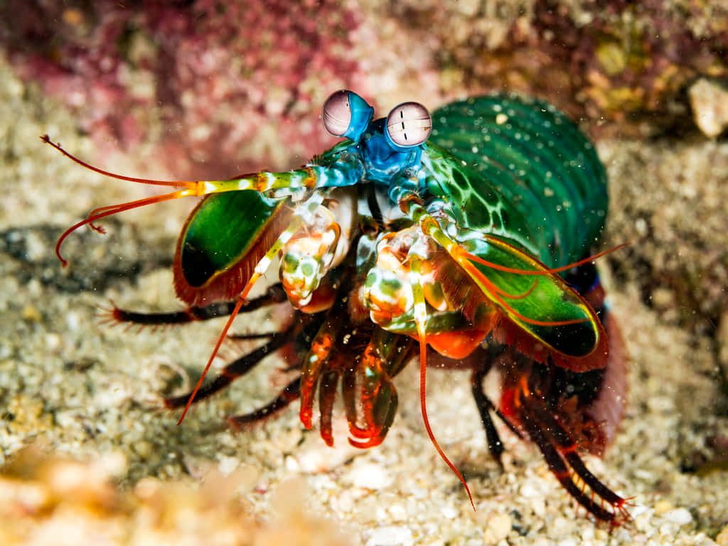 peacock mantis shrimp, iridescent green and blue shell, red claws, SD Desktop Wallpaper
