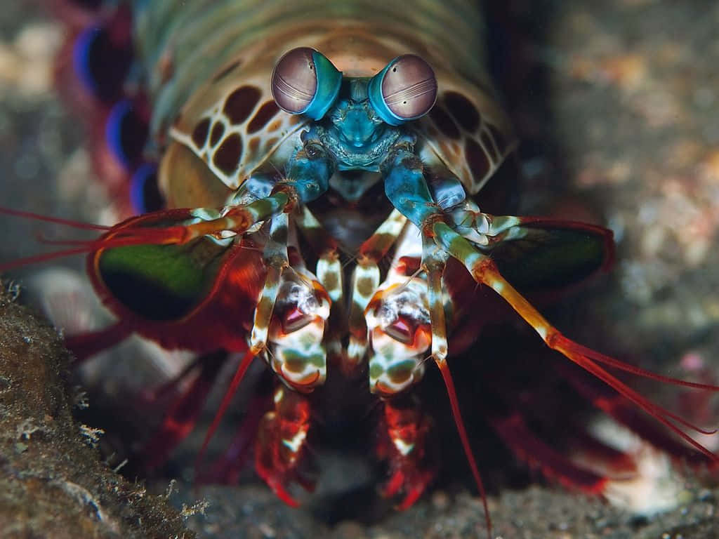 Peacock Mantis Shrimp, blue eyes, red appendages, SD Desktop Wallpaper