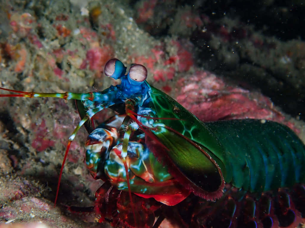 Peacock Mantis Shrimp, iridescent green blue and red hues, colorful coral reef, SD Desktop Wallpaper