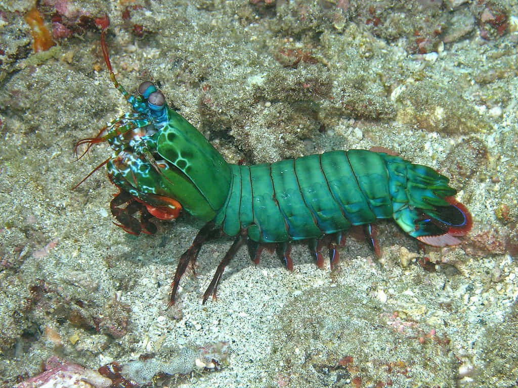 Peacock Mantis Shrimp, vibrant green and blue, sandy ocean floor, SD Desktop Wallpaper
