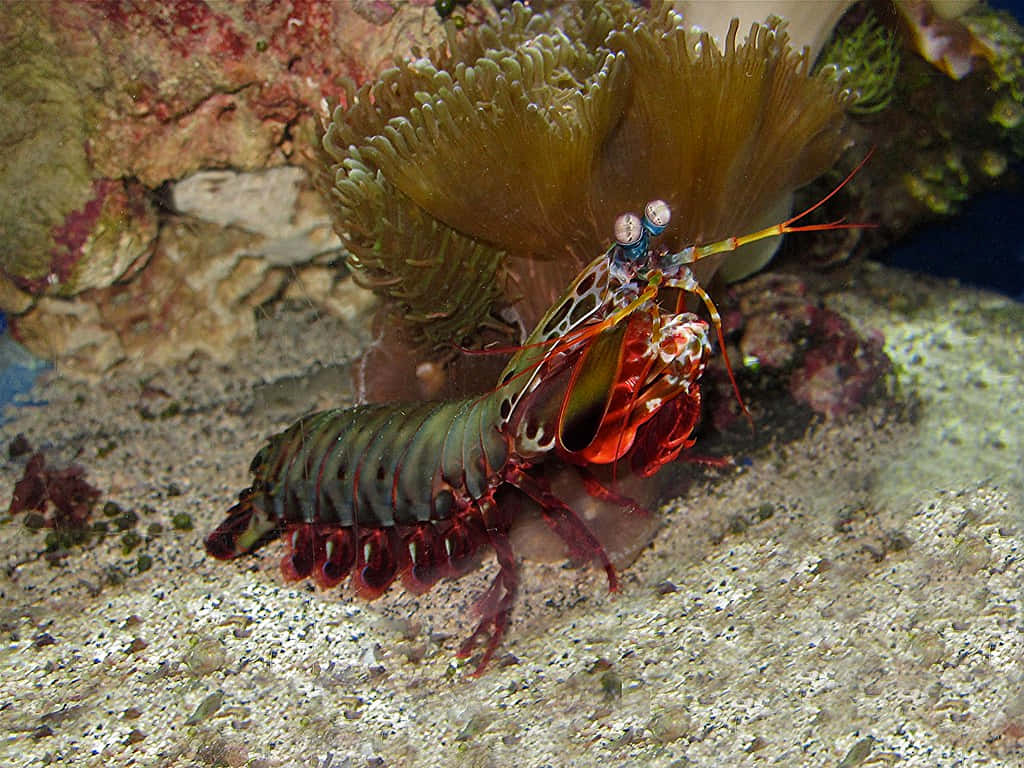 Peacock Mantis Shrimp, red and green patterns, sandy ocean floor, SD Desktop Wallpaper