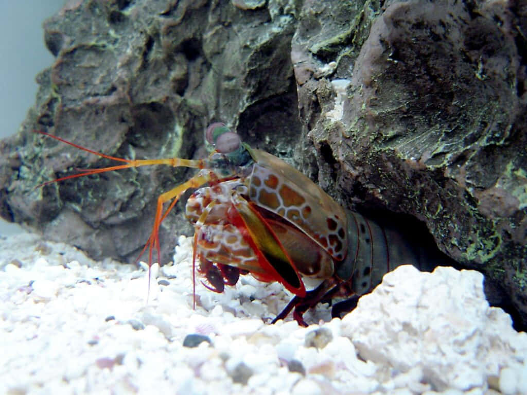 Peacock Mantis Shrimp, orange claws, spotted shell, SD Desktop Wallpaper